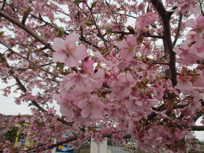 桜 001.jpg